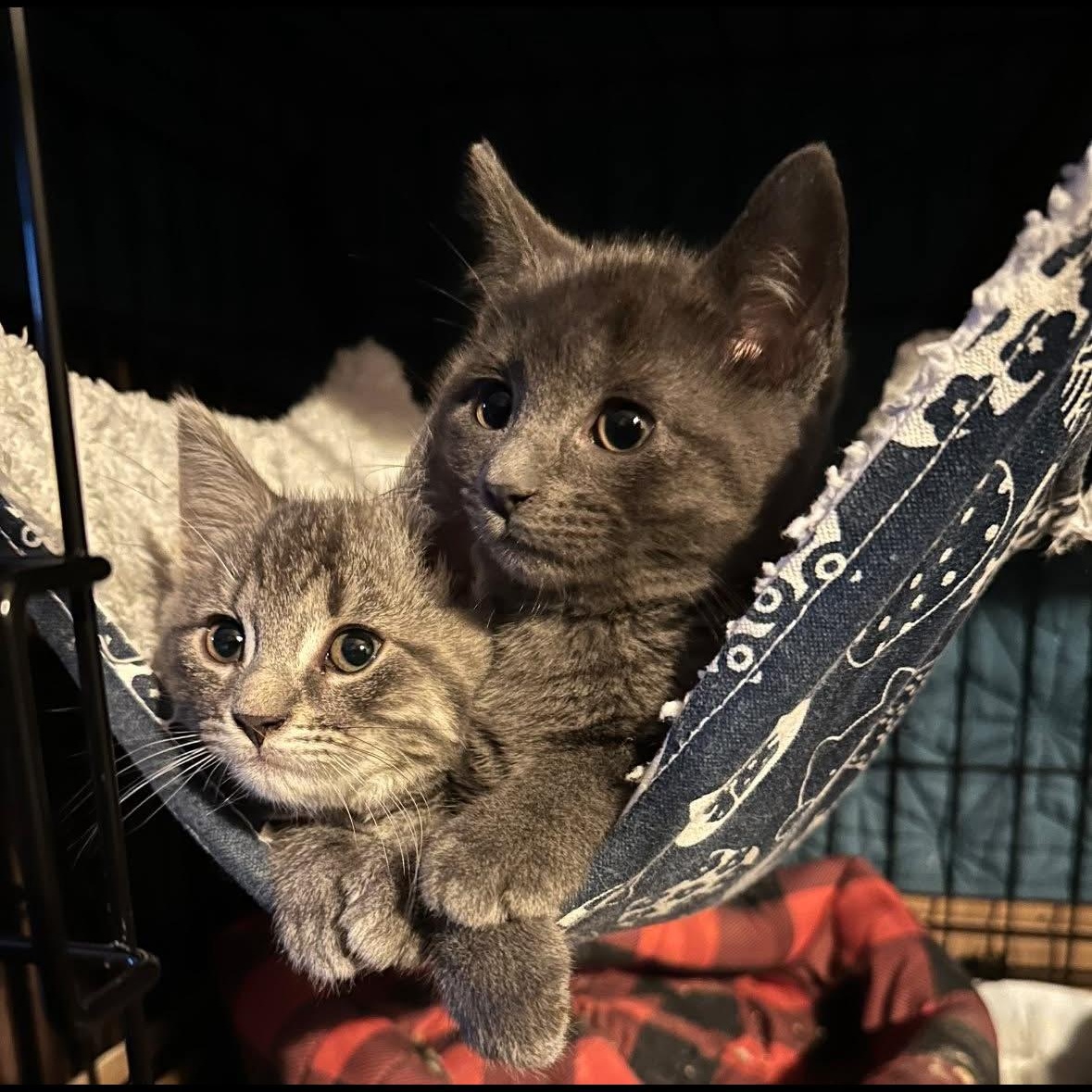 Violet’s Kittens Coming In