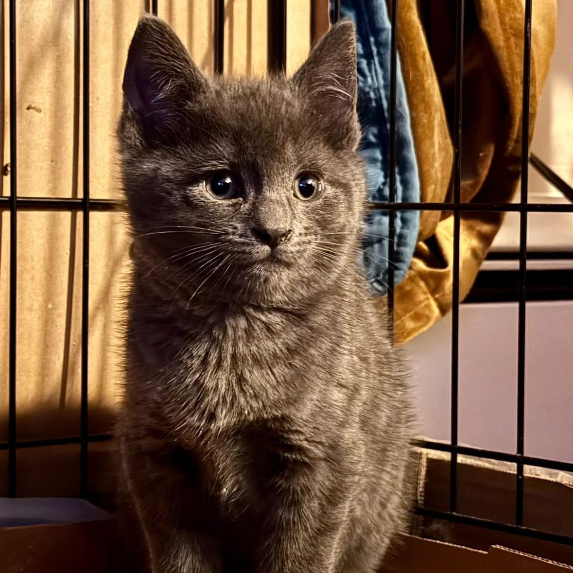 Violet’s Kittens Coming In