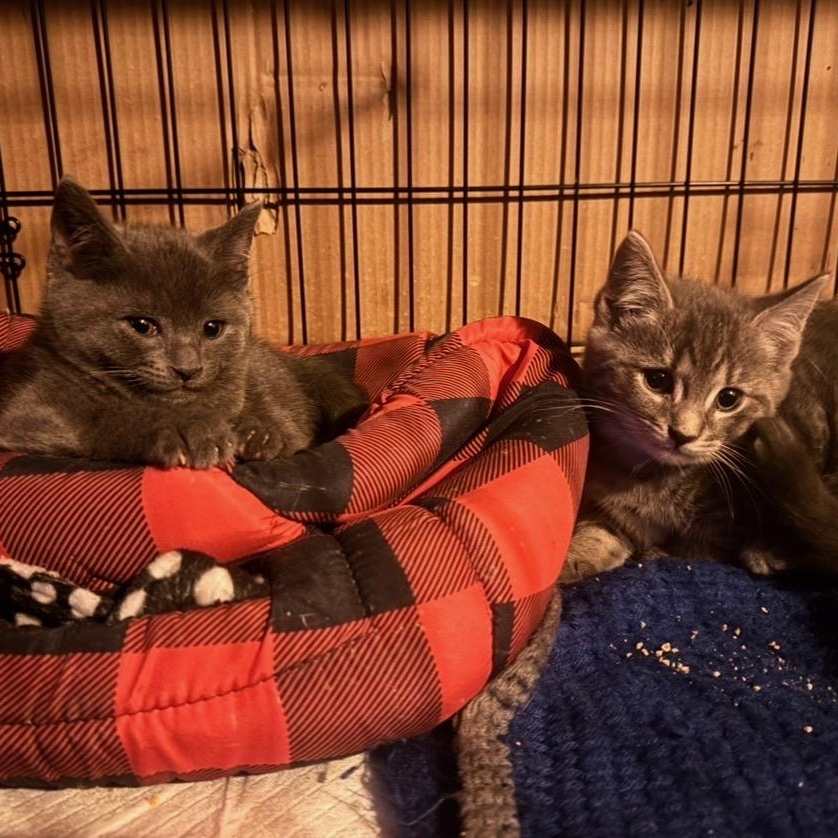 Violet’s Kittens Coming In