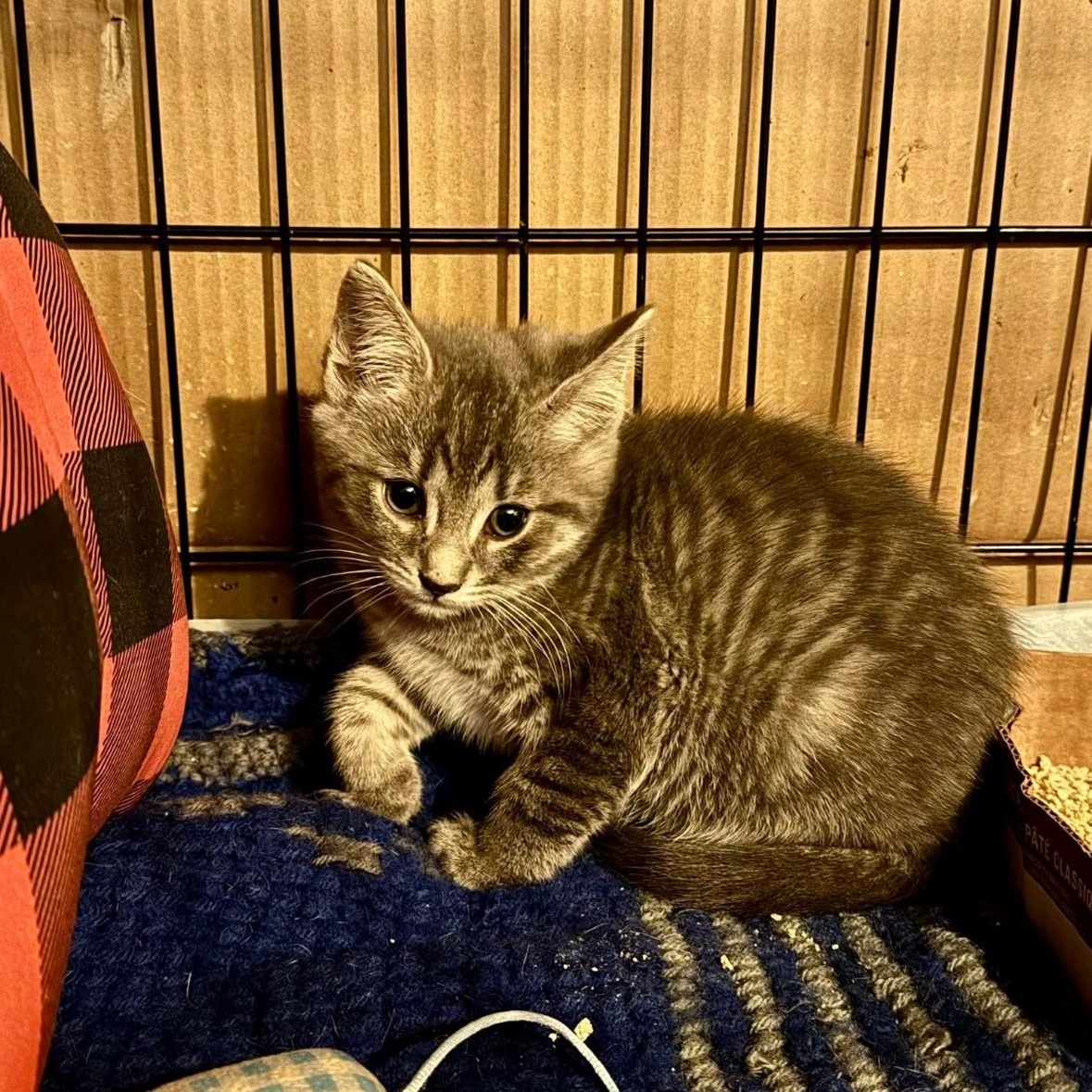 Violet’s Kittens Coming In