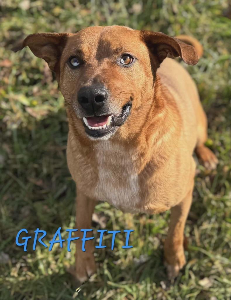 Graffiti, Adoptable, Adult Male Shepherd.