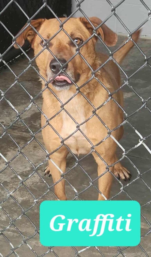 Graffiti, a Adoptable Shepherd in Republic, MO image 3/3