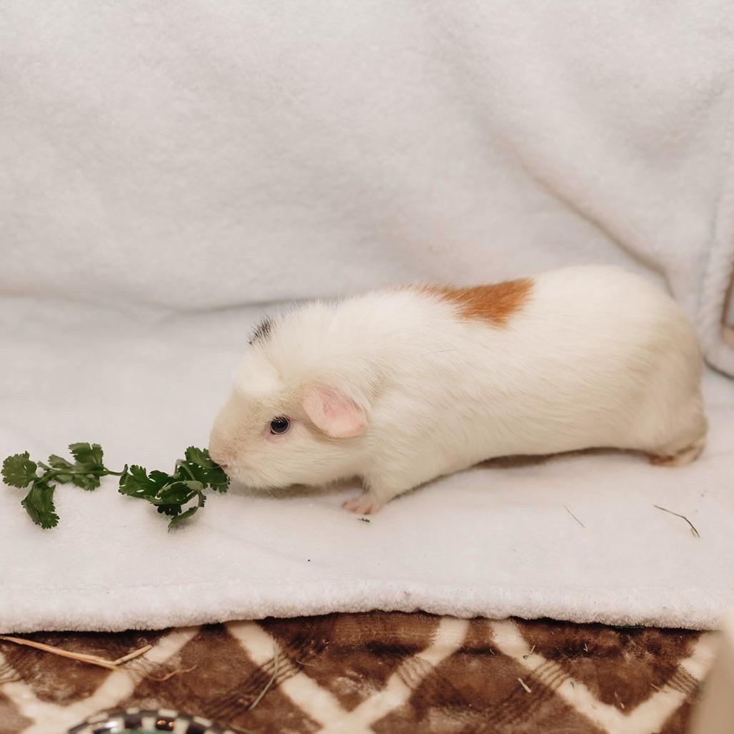 Ring Ding, a Adoptable Guinea Pig in South Burlington, VT image 1/2