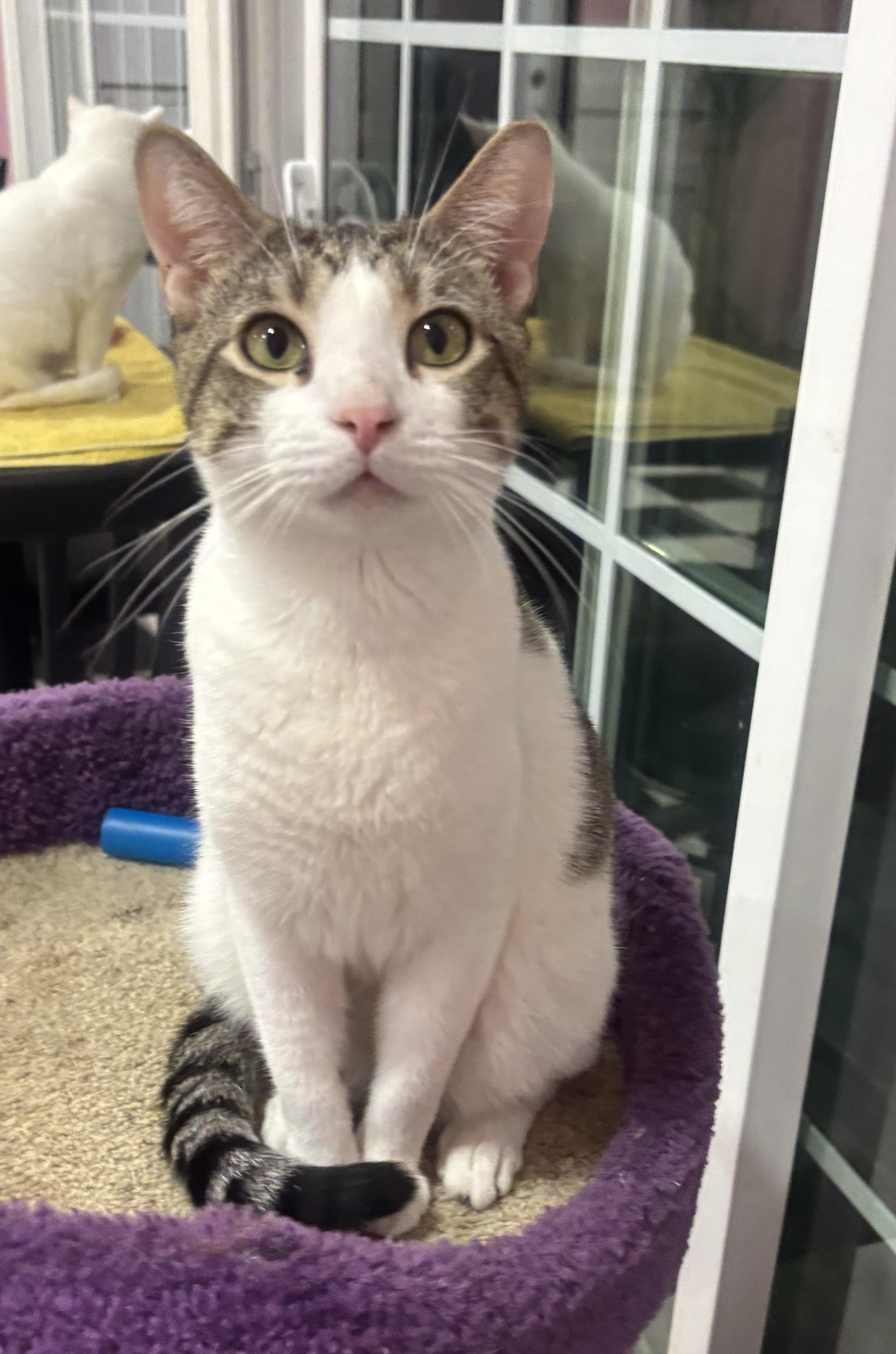 Freckles, an adopted Domestic Short Hair in Whittier, CA image 2/6