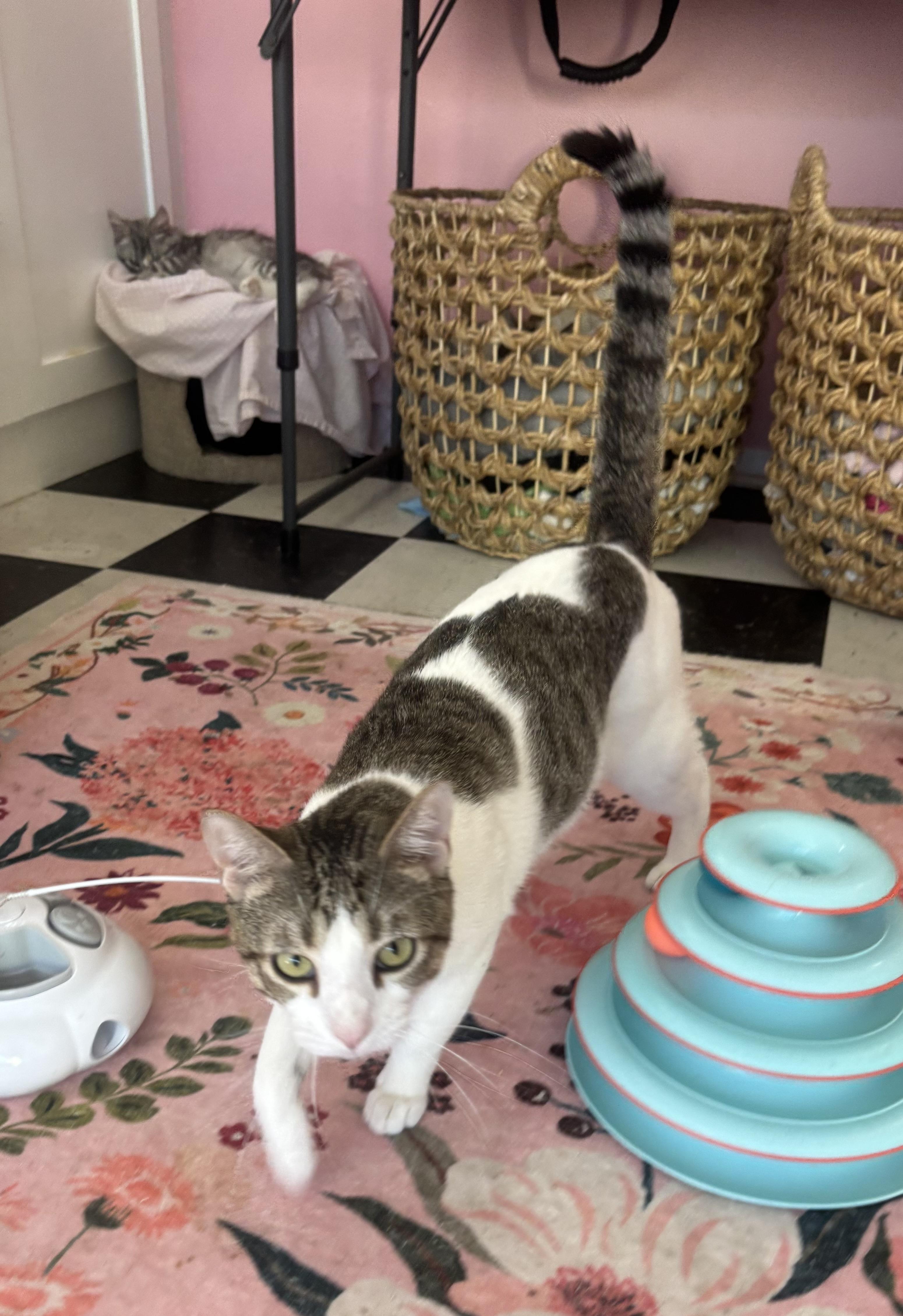 Freckles, an adopted Domestic Short Hair in Whittier, CA image 6/6