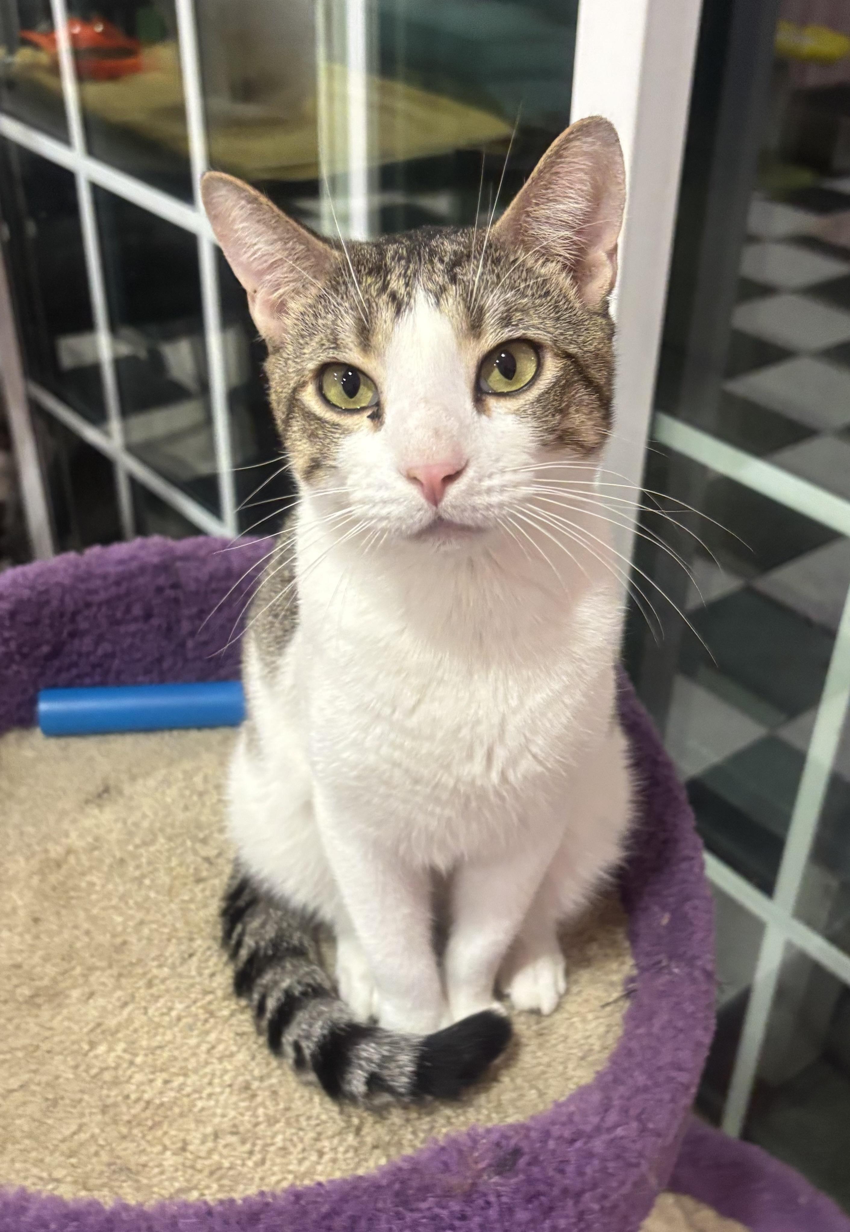 Freckles, an adopted Domestic Short Hair in Whittier, CA image 4/6
