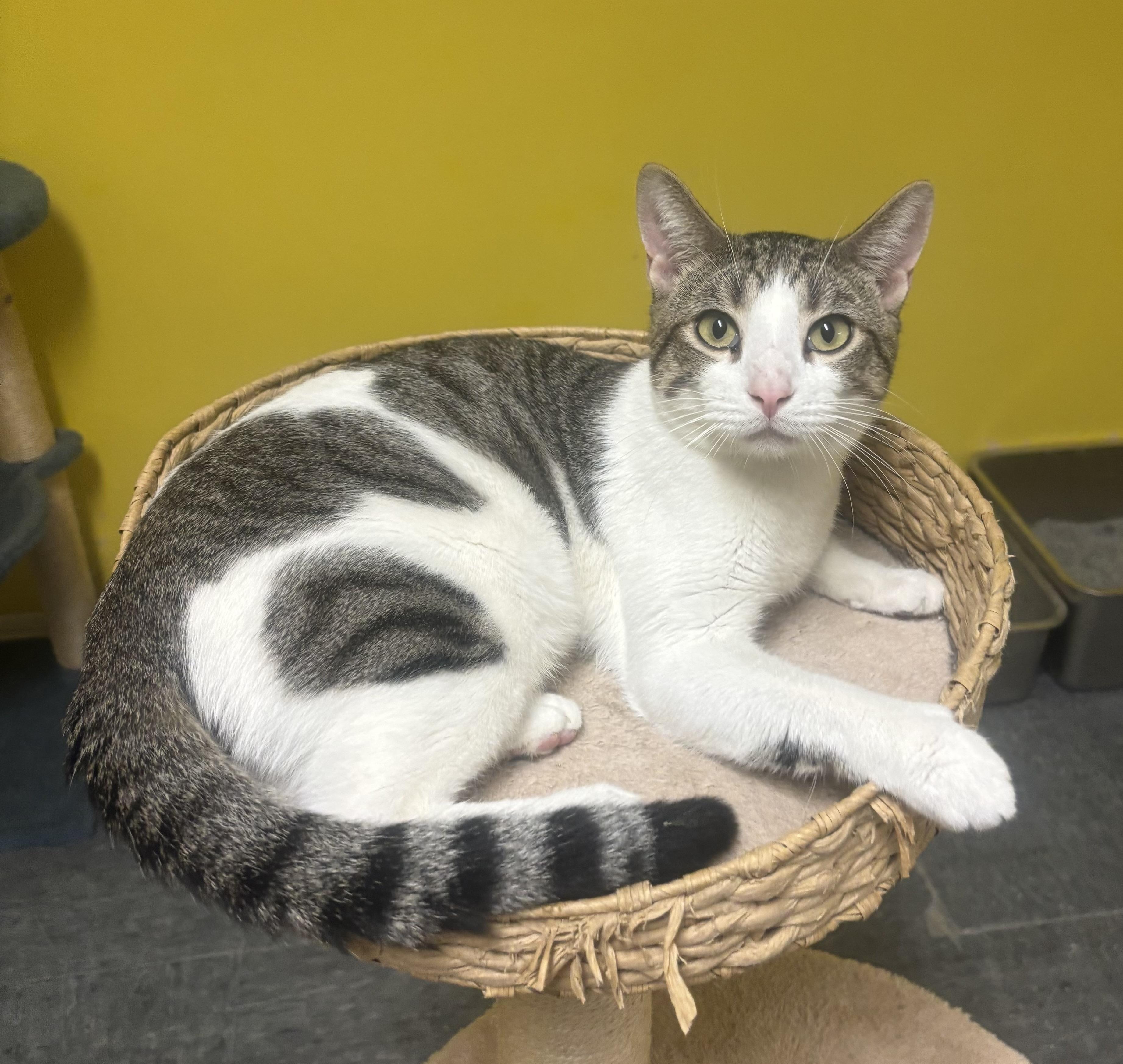 Freckles, an adopted Domestic Short Hair in Whittier, CA image 5/6