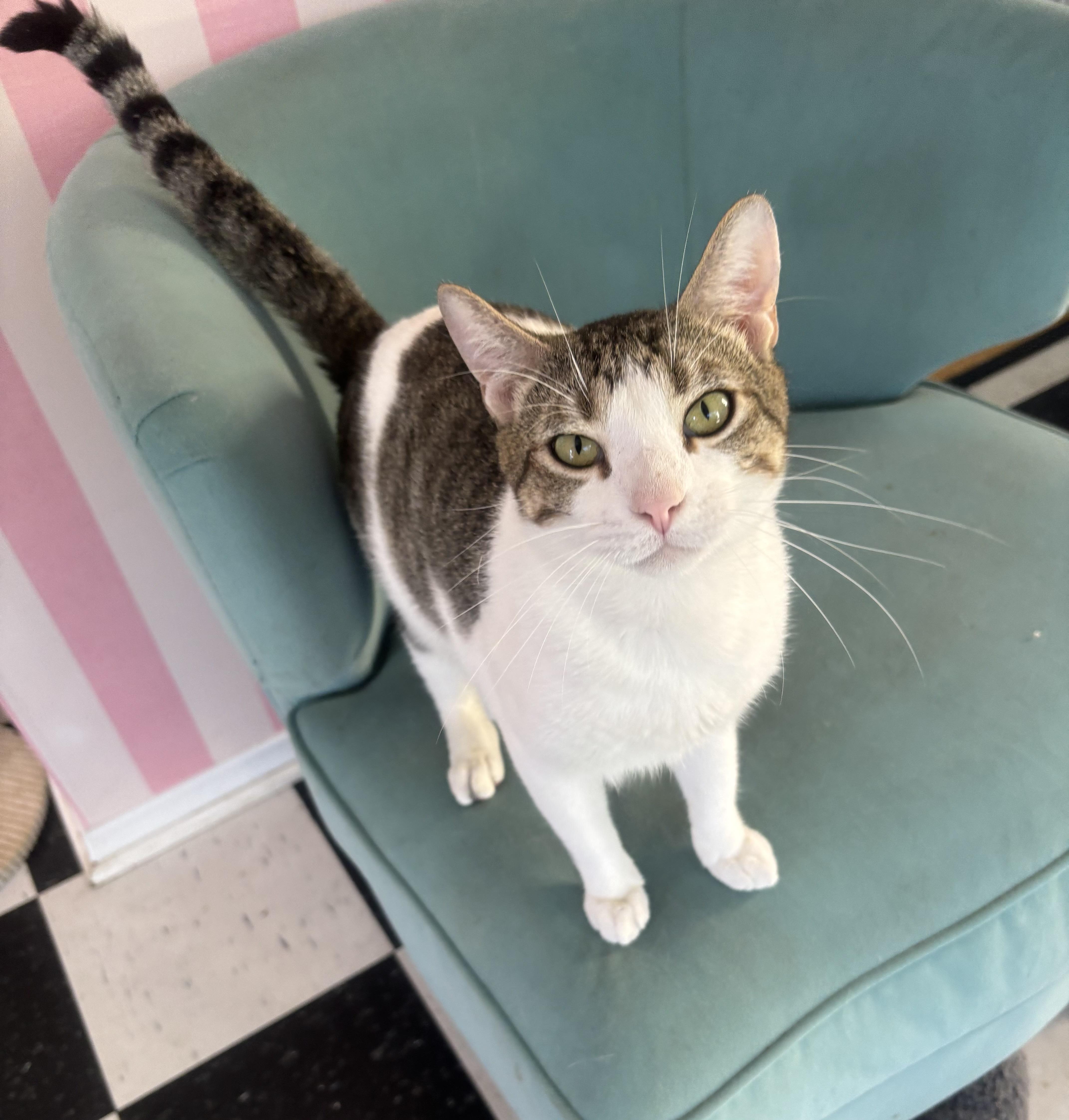 Freckles, an adopted Domestic Short Hair in Whittier, CA image 3/6