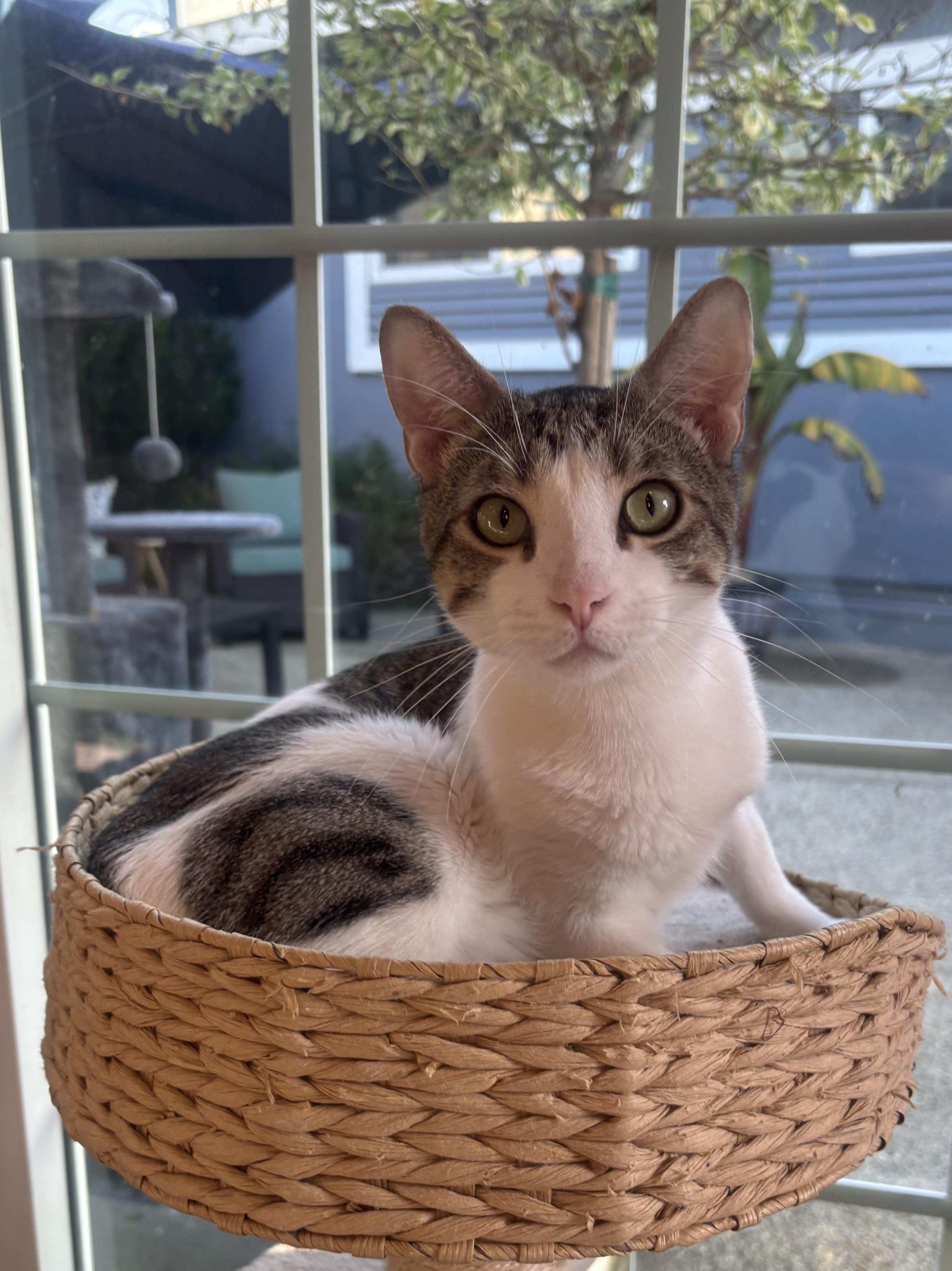 Freckles, an adopted Domestic Short Hair in Whittier, CA image 1/6