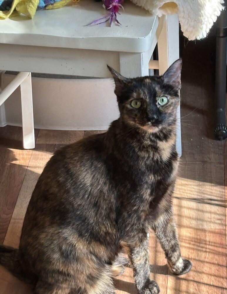 Enlarge Monica/Luna, a Adoptable Domestic Short Hair in Mooresville, NC image 3/6