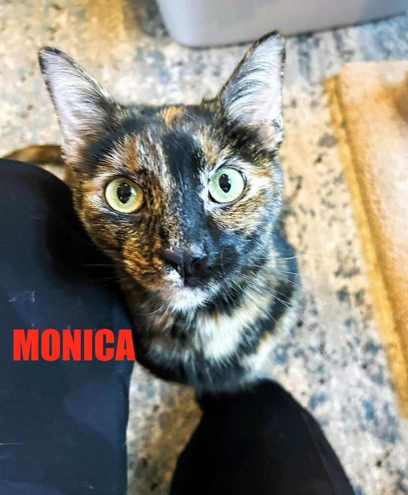 Enlarge Monica/Luna, a Adoptable Domestic Short Hair in Mooresville, NC image 5/6