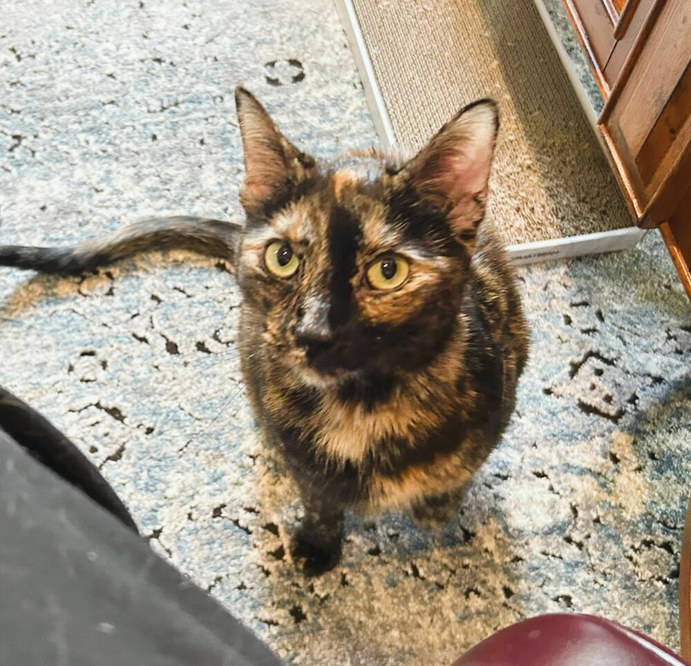 Enlarge Monica/Luna, a Adoptable Domestic Short Hair in Mooresville, NC image 6/6