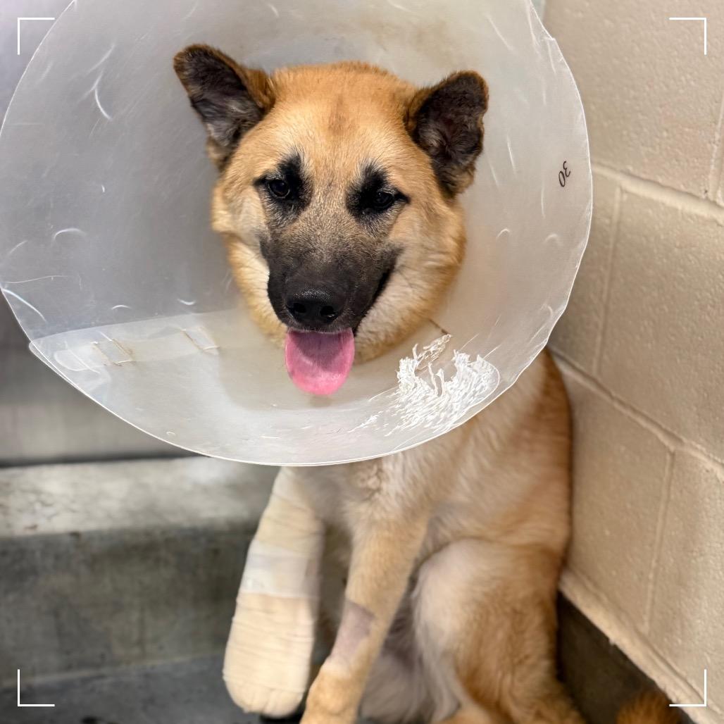 Enlarge GOLDEN, a Adoptable mixed breed in Upland, CA image 1/4