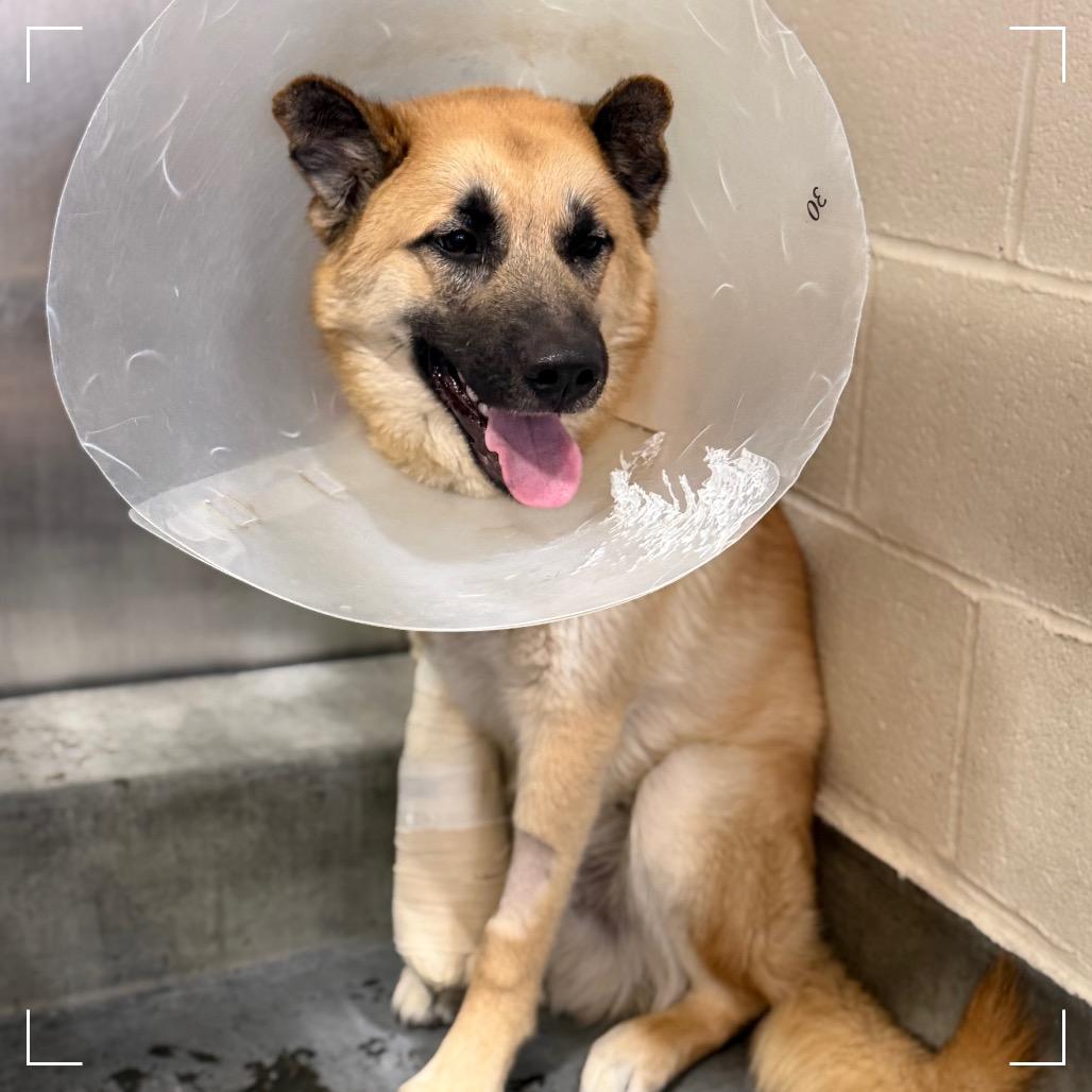 Enlarge GOLDEN, a Adoptable mixed breed in Upland, CA image 2/4