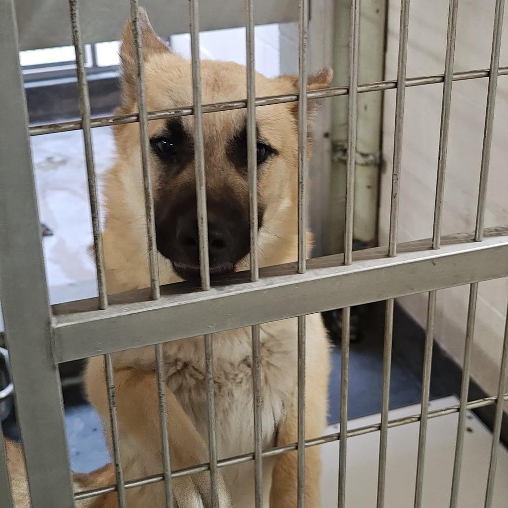 Enlarge GOLDEN, a Adoptable mixed breed in Upland, CA image 3/4