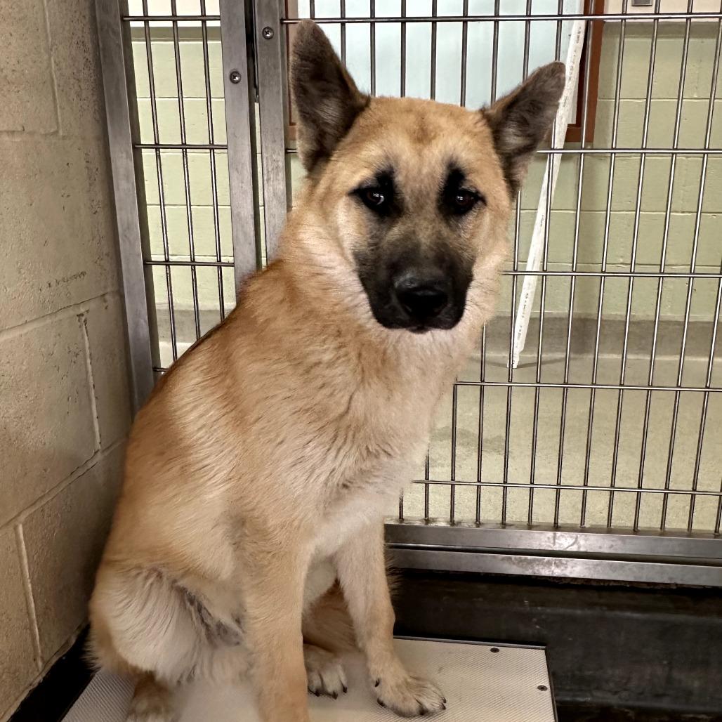 Enlarge GOLDEN, a Adoptable mixed breed in Upland, CA image 4/4