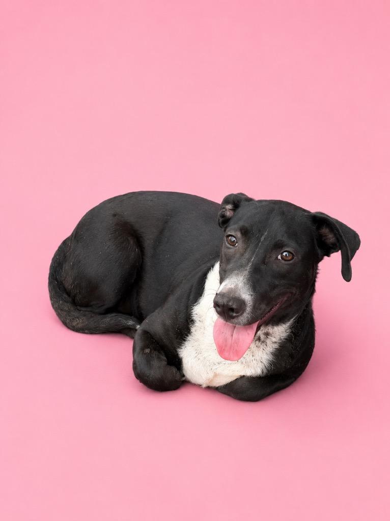Enlarge Miley, a Adoptable mixed breed in Wauchula, FL image 1/1