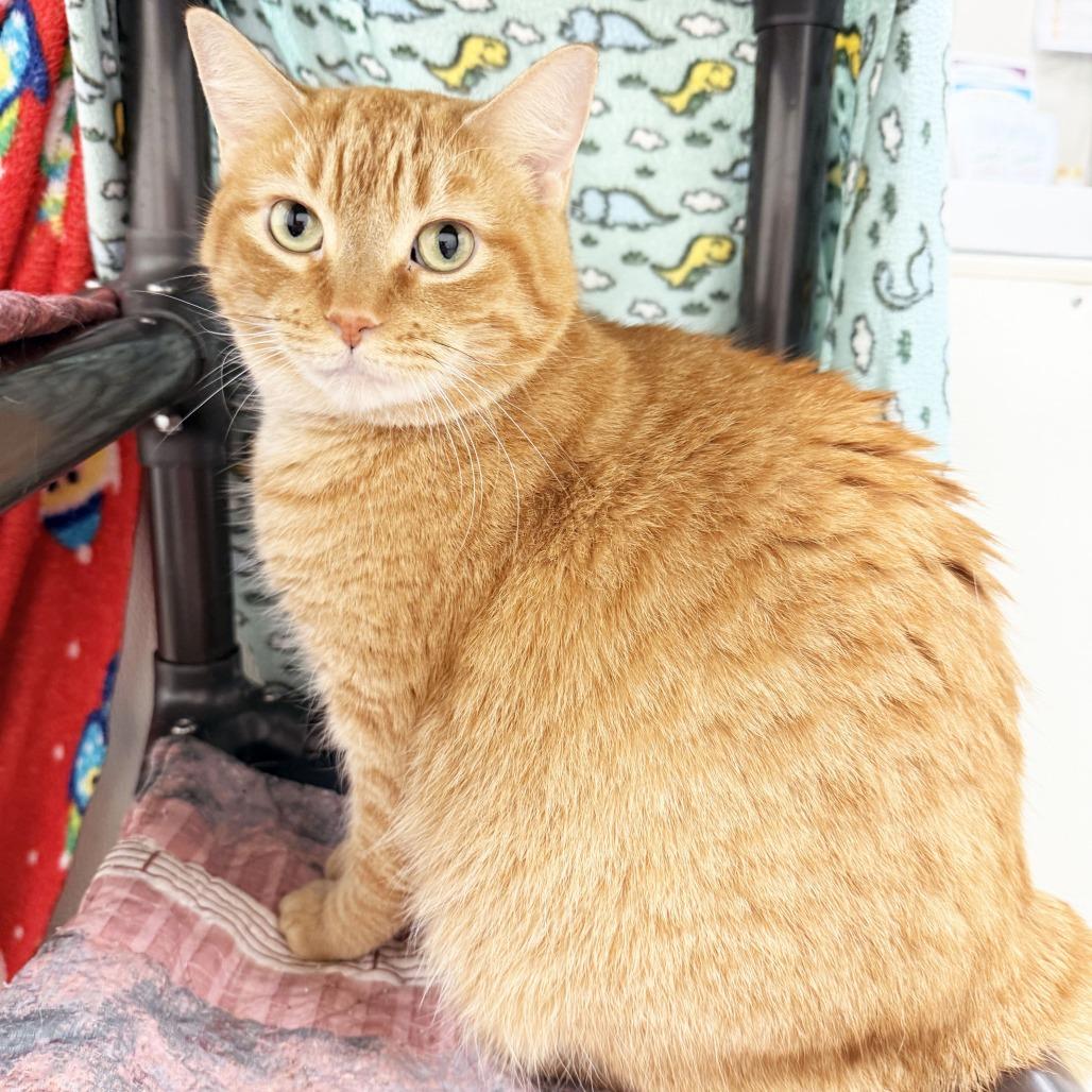 Hannah, Adoptable, Adult Female Domestic Short Hair.