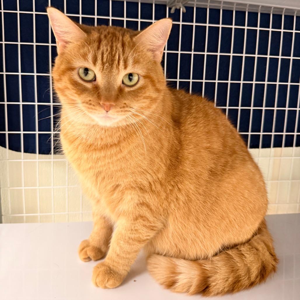 Enlarge Hannah, a Adoptable Domestic Short Hair in Oshkosh, WI image 2/4