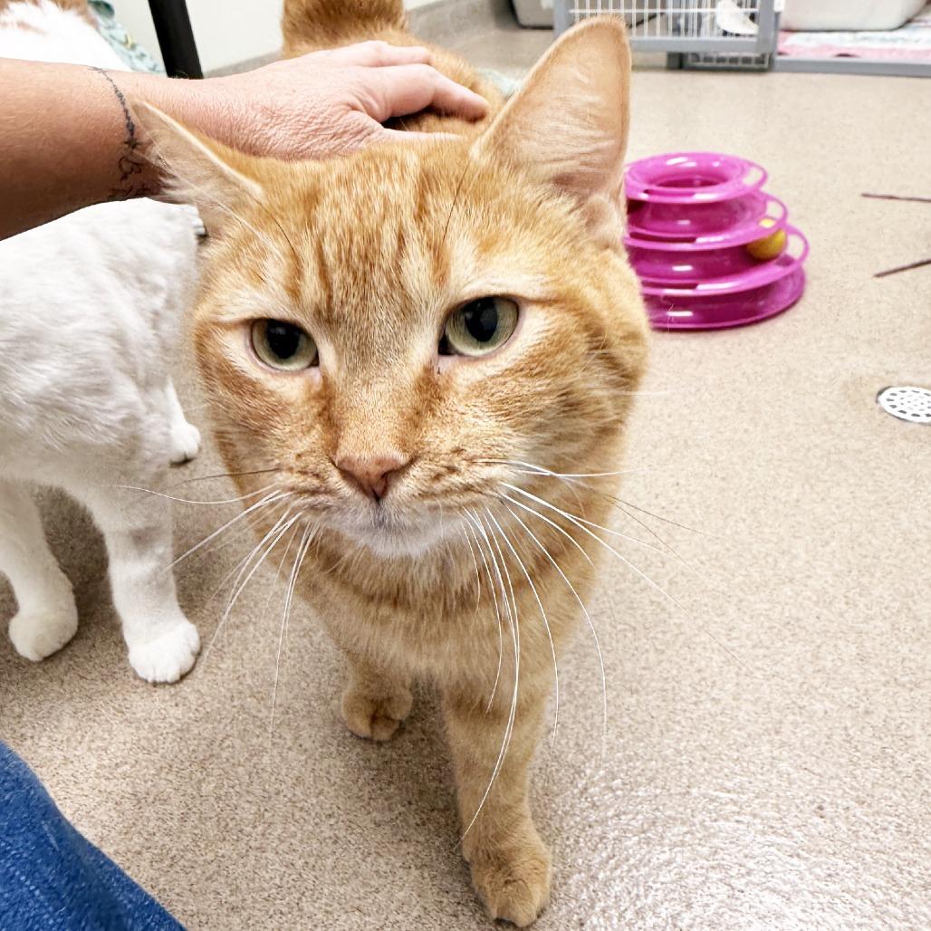 Enlarge Hannah, a Adoptable Domestic Short Hair in Oshkosh, WI image 3/4