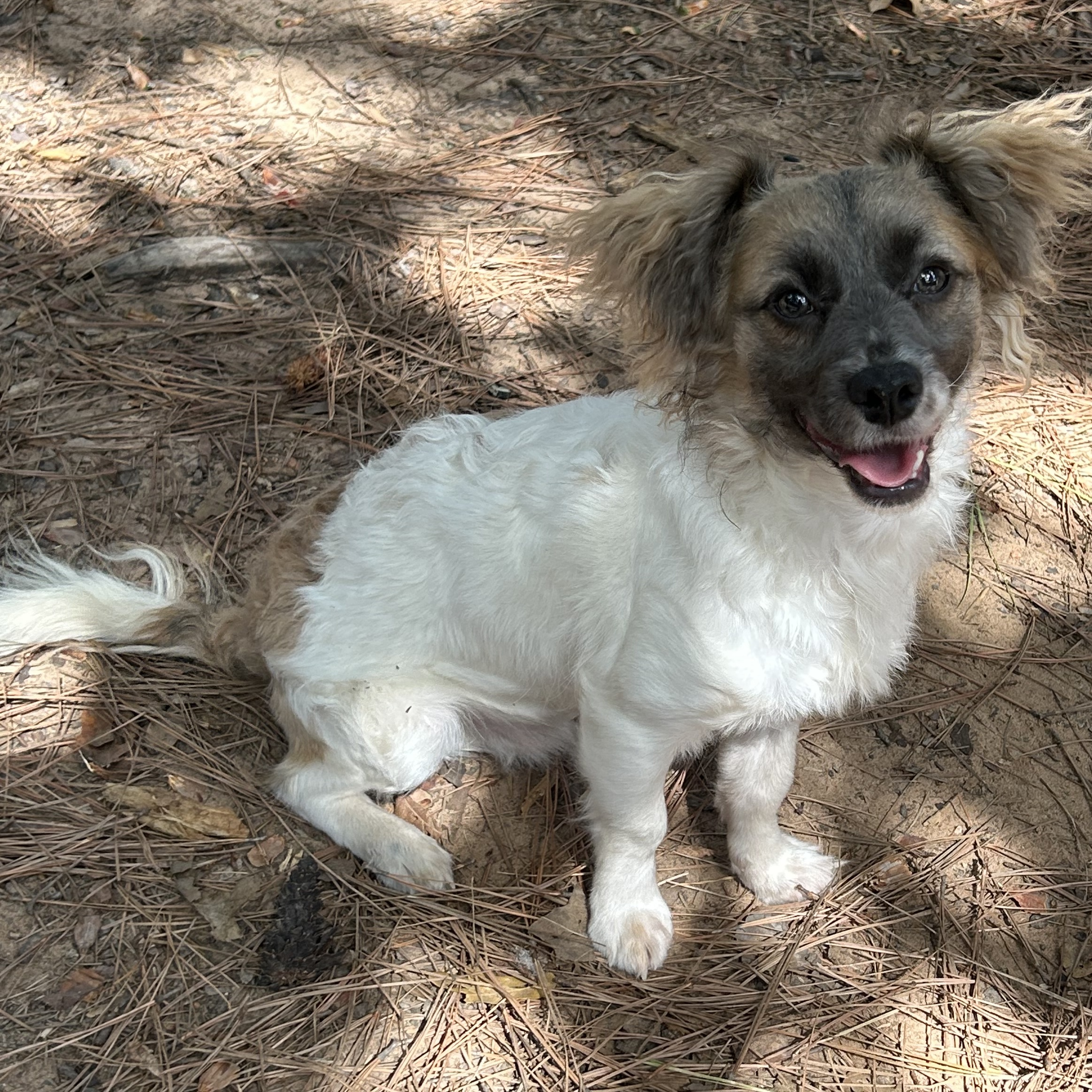 LITTLE LARRY (bonded with Leo)