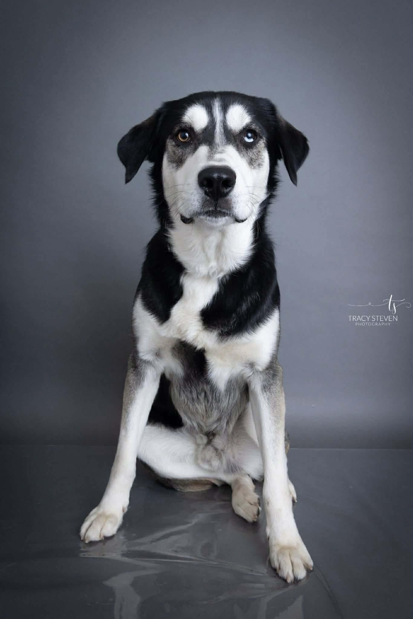 Ivan, Adoptable, Adult Male Husky & Labrador Retriever.