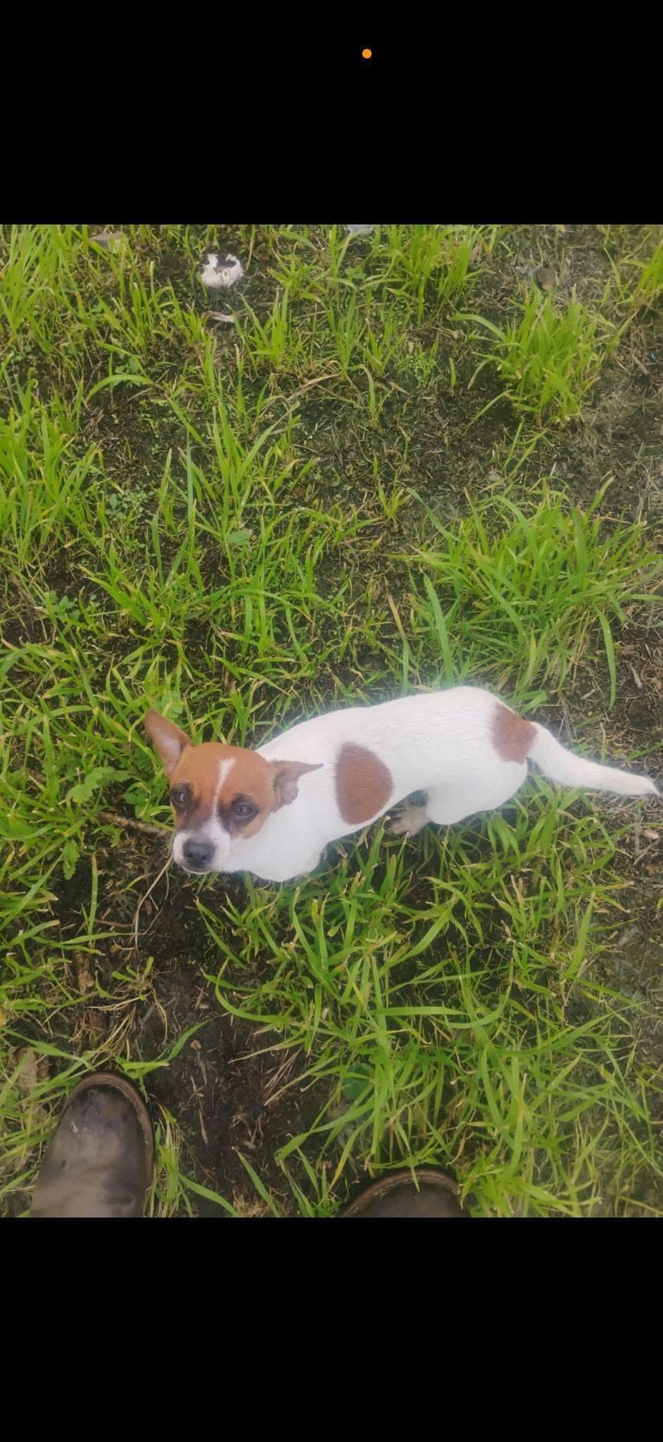 Freckles, adopted, Young Female Chihuahua.
