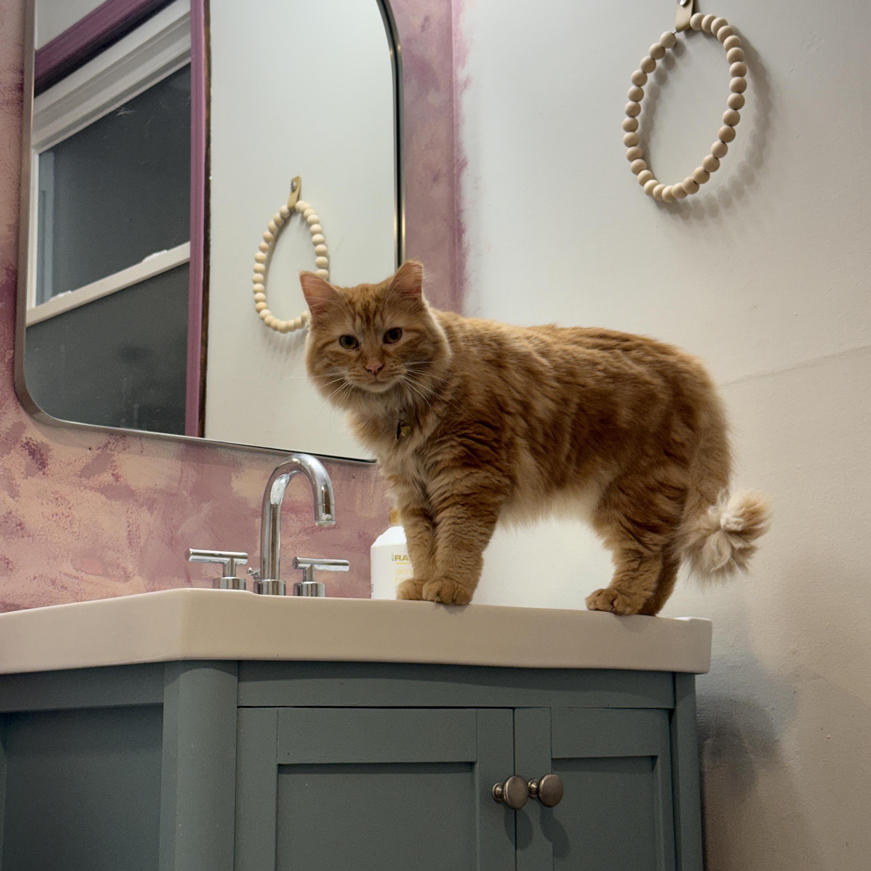 Zena *FeLV, adoptable, Young Female Domestic Long Hair.