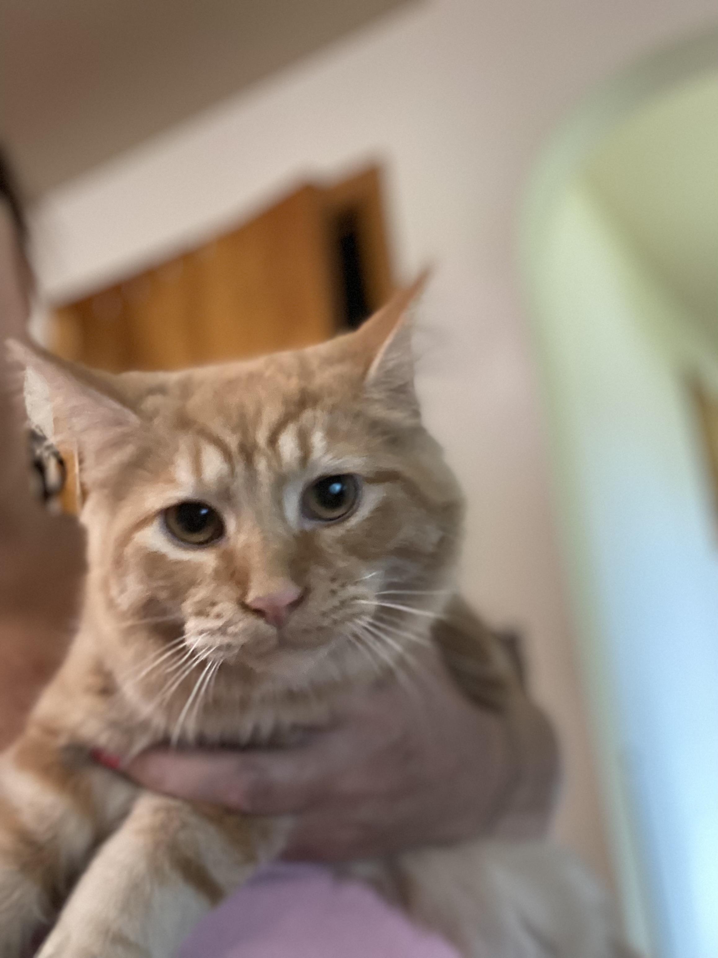 Zena *FeLV, a Adoptable Domestic Long Hair in Canal Fulton, OH image 2/3