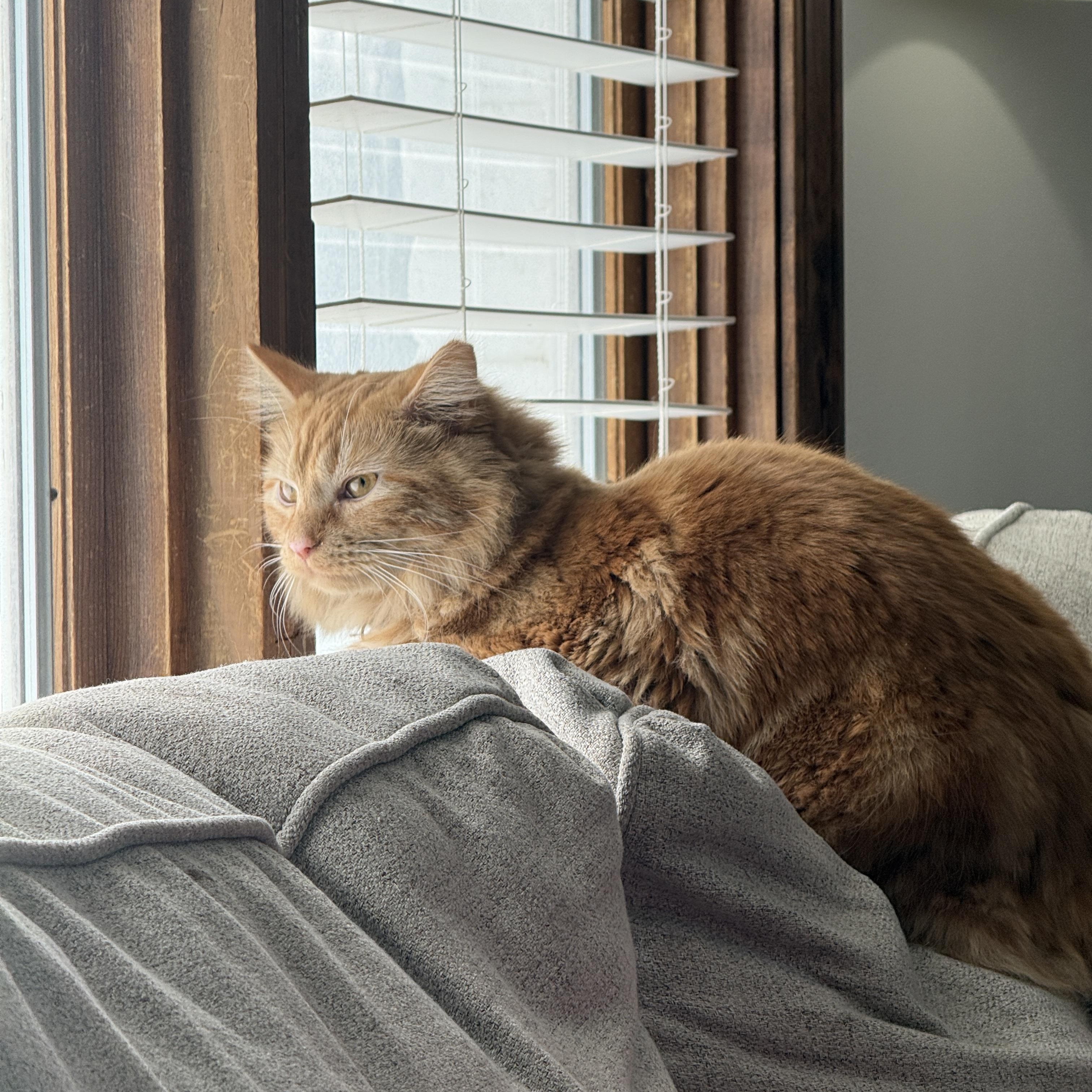 Enlarge Zena *FeLV, an adoptable Domestic Long Hair in Canal Fulton, OH image 5/6