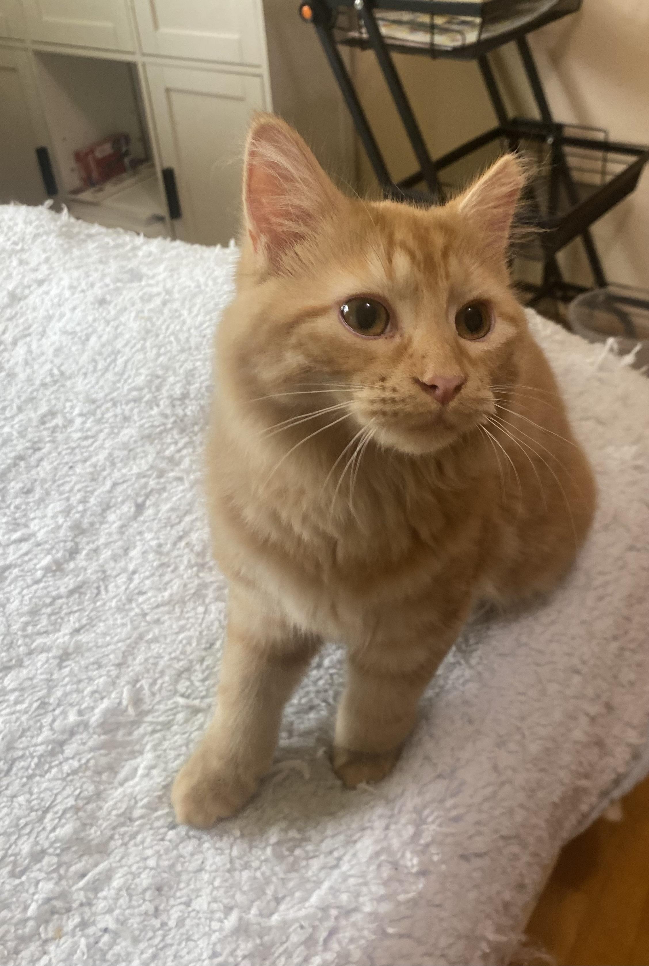 Zena *FeLV, a Adoptable Domestic Long Hair in Canal Fulton, OH image 3/3