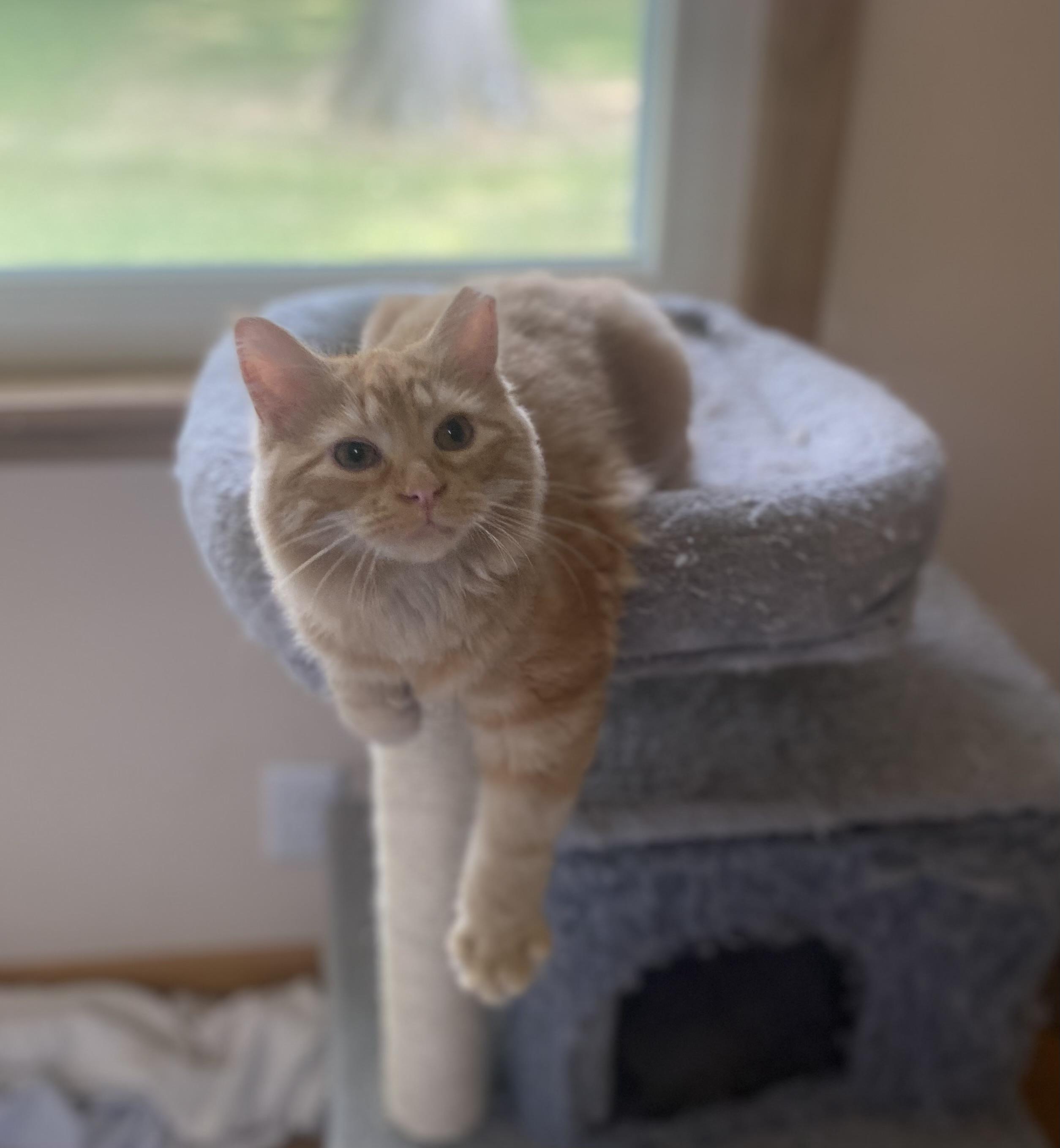 Zena *FeLV, Adoptable, Young Female Domestic Long Hair.