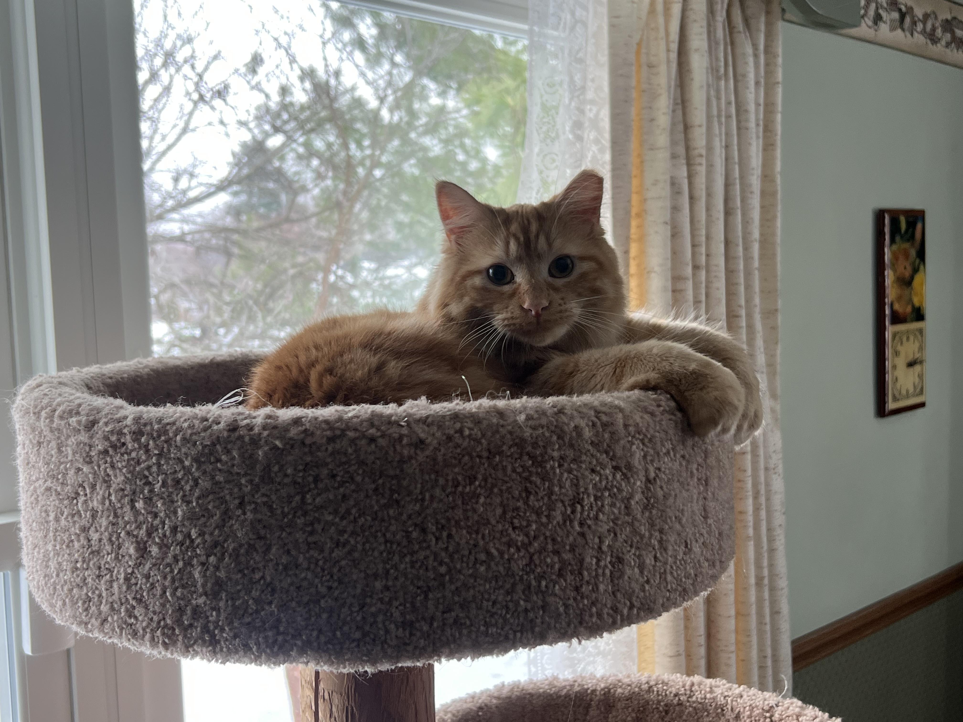 Enlarge Zena *FeLV, an adoptable Domestic Long Hair in Canal Fulton, OH image 6/6