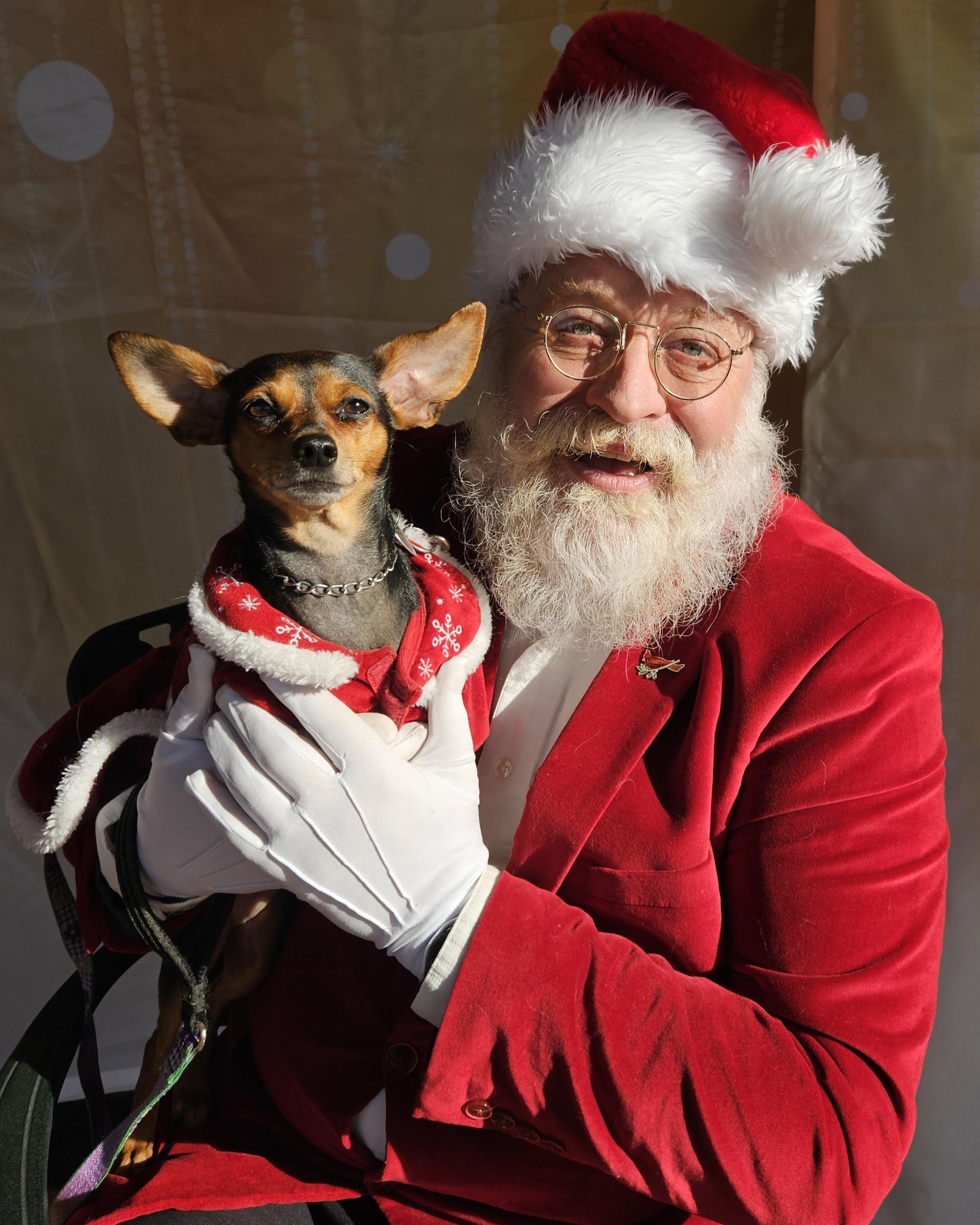 Enlarge Roxie, a Adoptable Miniature Pinscher in Raleigh, NC image 1/6