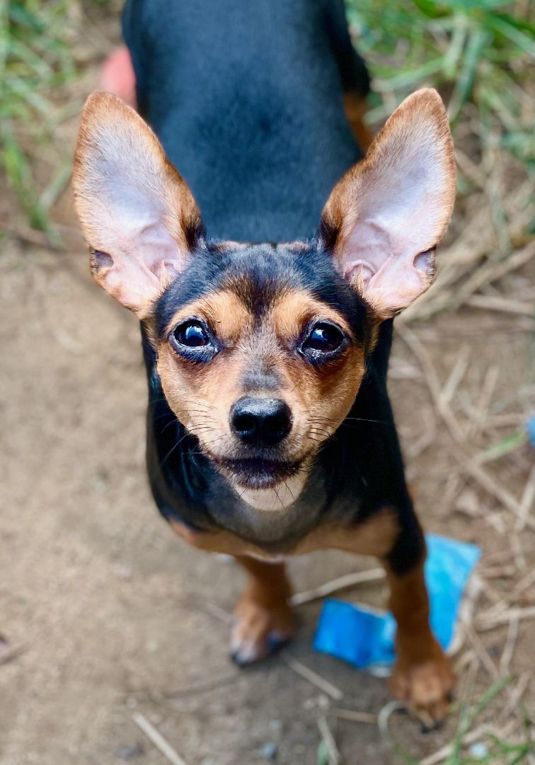 Enlarge Roxie, a Adoptable Miniature Pinscher in Raleigh, NC image 1/6