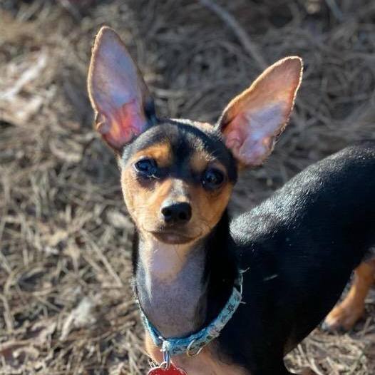 Enlarge Roxie, a Adoptable Miniature Pinscher in Raleigh, NC image 5/6