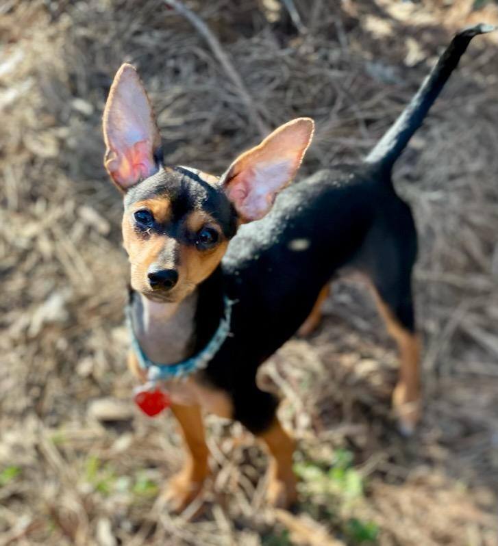 Enlarge Roxie, a Adoptable Miniature Pinscher in Raleigh, NC image 6/6