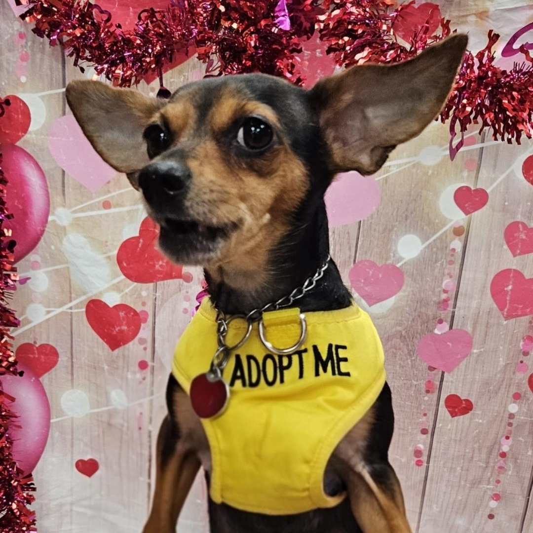 Enlarge Roxie, a Adoptable Miniature Pinscher in Raleigh, NC image 1/4