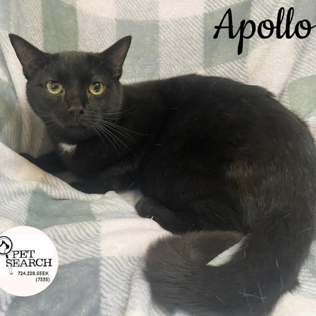 Apollo, Adoptable, Adult Male Domestic Short Hair.