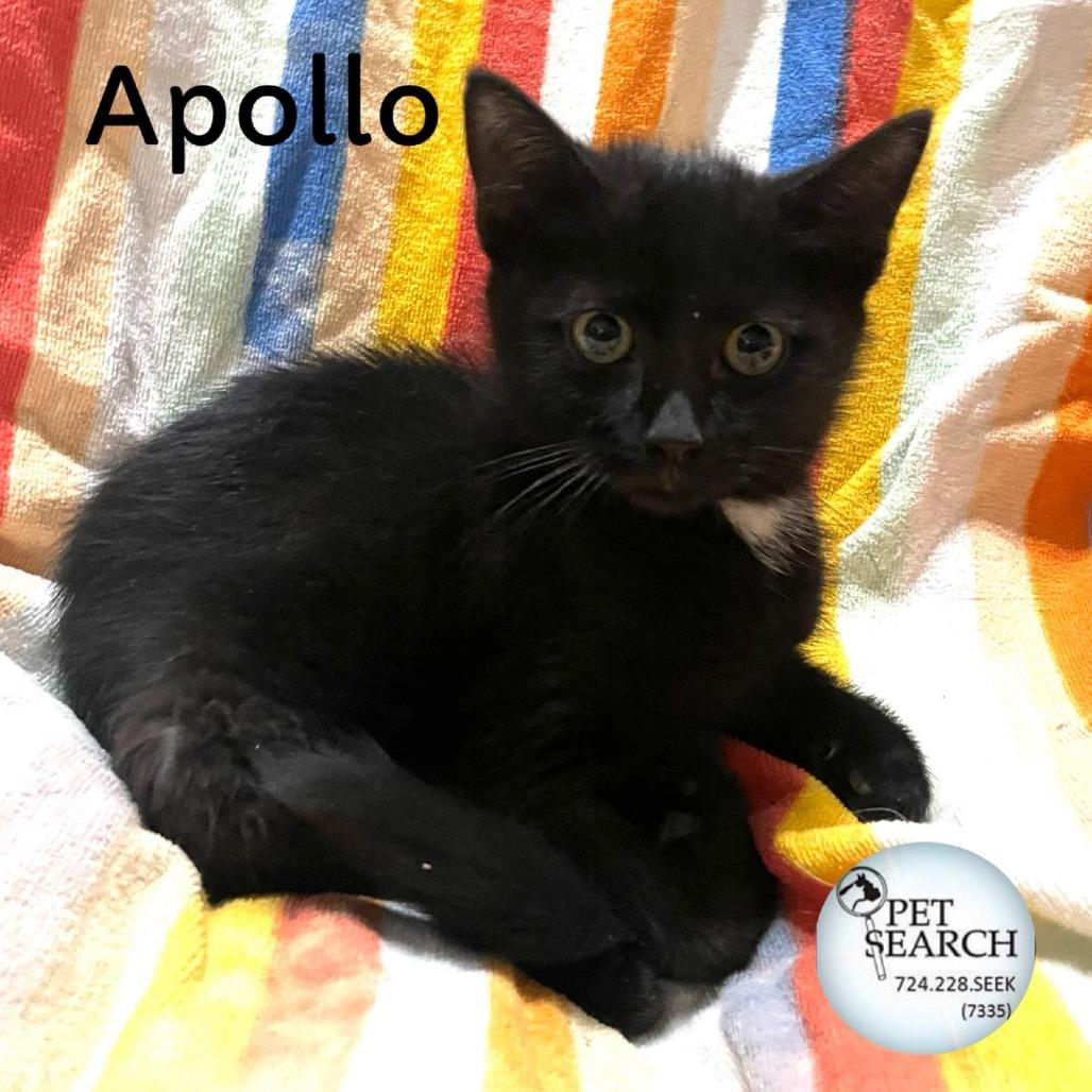 Enlarge Apollo, a Adoptable Domestic Short Hair in Washington, PA image 2/2