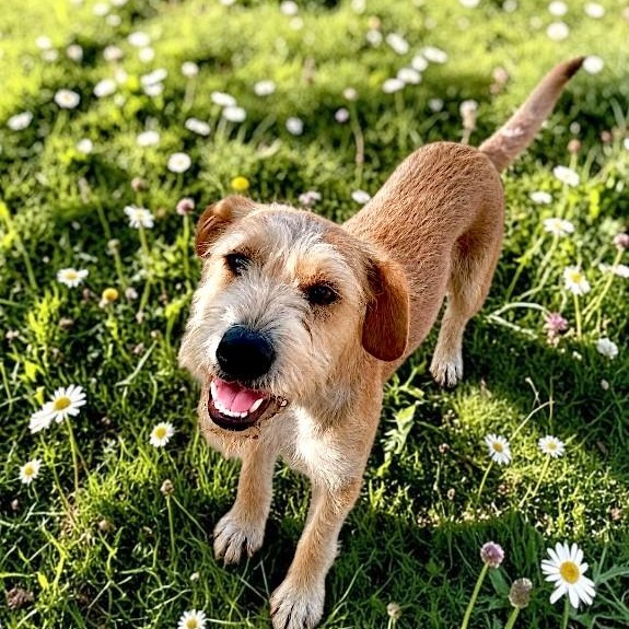 Terry, Adoptable, Young Female Wirehaired Terrier.