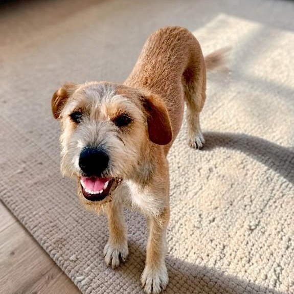 Enlarge Terry, a Adoptable mixed breed in Encinitas, CA image 3/3