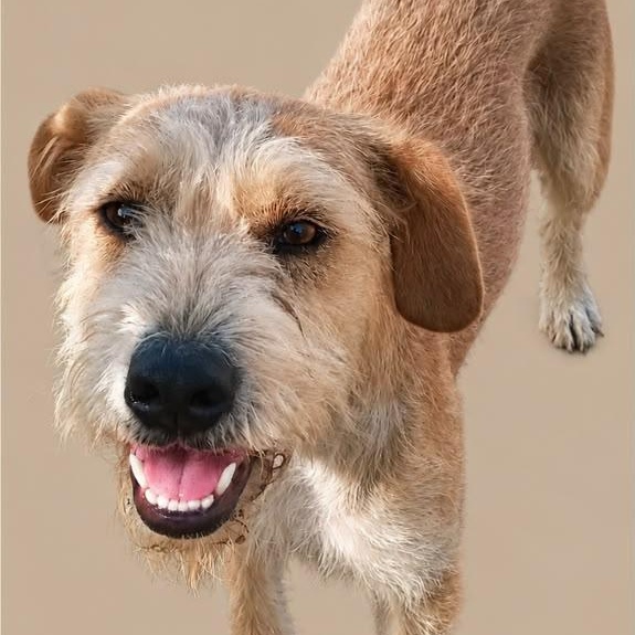 Enlarge Terry, a Adoptable mixed breed in Encinitas, CA image 2/3