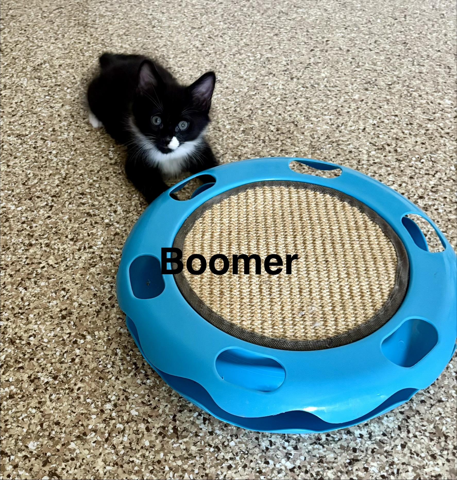 Enlarge Boomer, a Adoptable Tuxedo in Queen Creek, AZ image 2/2