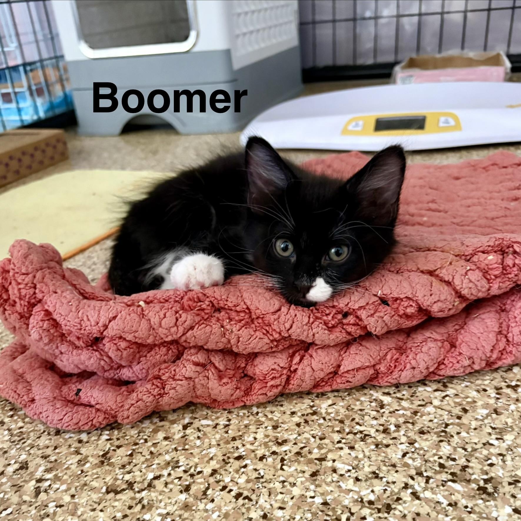 Enlarge Boomer, a Adoptable Tuxedo in Queen Creek, AZ image 1/2