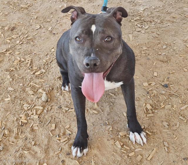 DOBBY, Adoptable, Young Female Pit Bull Terrier & Mixed Breed.