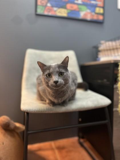 Ashley, Adoptable, Adult Female Domestic Short Hair & Domestic Short Hair.