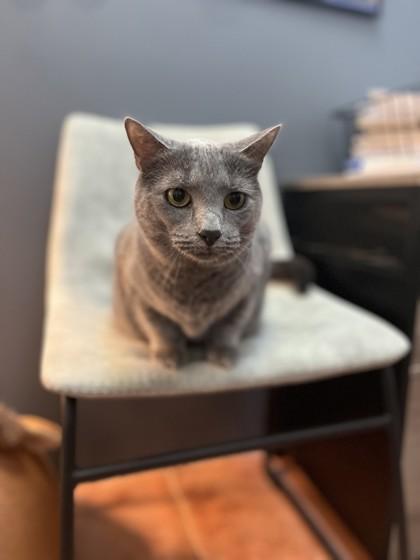 Enlarge Ashley, a Adoptable Domestic Short Hair in North Miami Beach, FL image 2/3