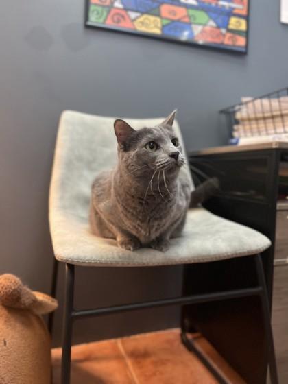 Enlarge Ashley, a Adoptable Domestic Short Hair in North Miami Beach, FL image 3/3