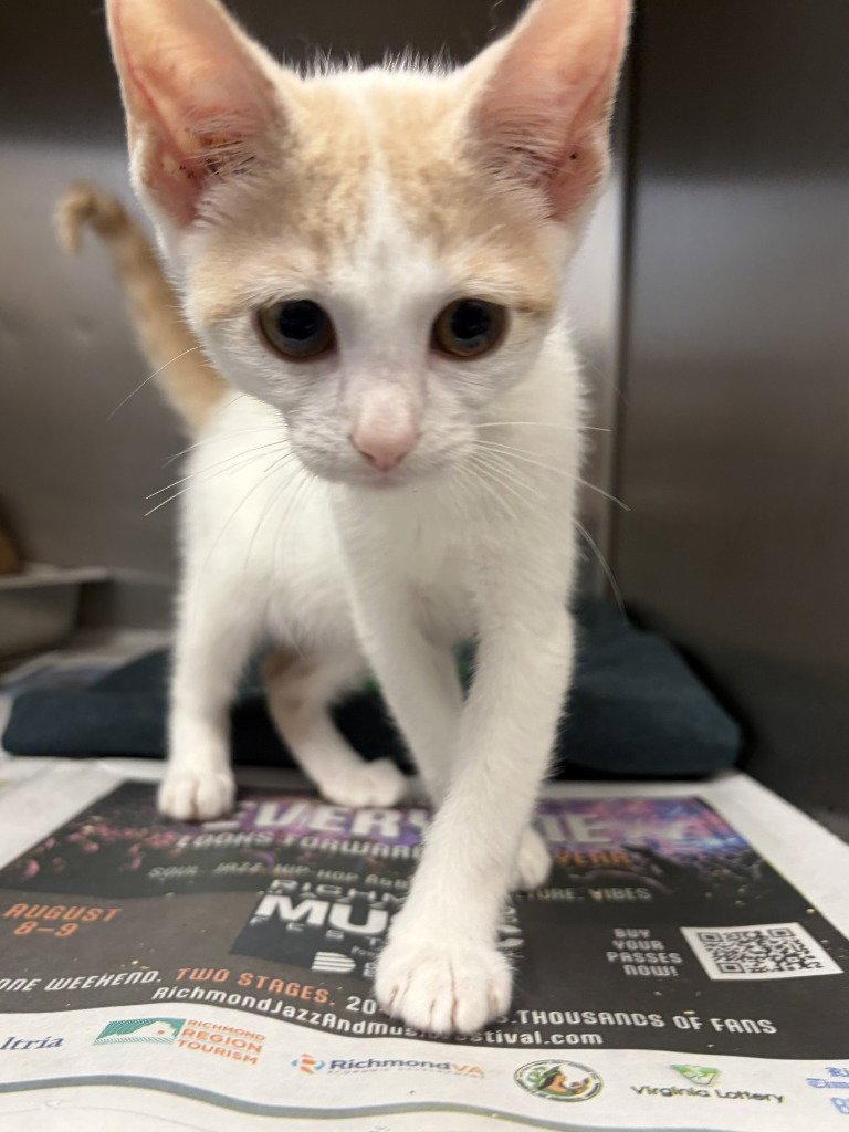 CA 113 Ivy, a Adoptable Domestic Short Hair in Glen Allen, VA image 2/2